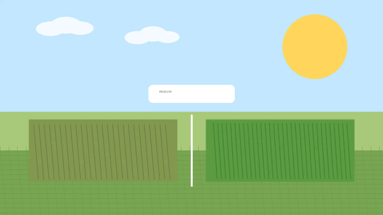 Porównanie trawnika przed i po zabiegu wertykulacja trawnika z widocznym usunięciem filcu i lepszym zagęszczeniem murawy